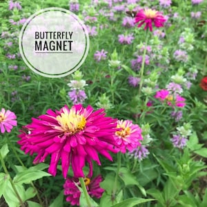 Lilac Empress Zinnia Seeds, Purple Cactus Zinnia, Great for Butterfly Gardens and Cut Flower Gardens