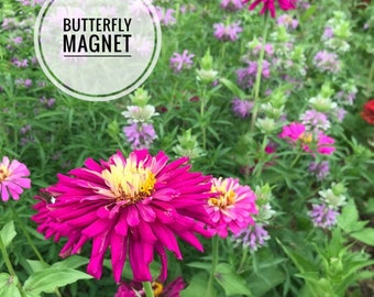 Lilac Empress Zinnia Seeds, Purple Cactus Zinnia, Great for Butterfly Gardens and Cut Flower Gardens