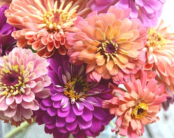 Pastel Zinnia Seeds, Heirloom Zinnias in Mixed Pastel Shades, Great for Butterfly Gardens
