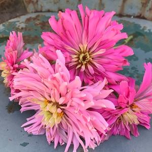 Pink Cactus Zinnia Seeds, Large Pink Shade Blooms, Great for Butterfly Gardens and Cut Flower Gardens