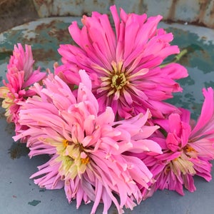 May include: A bouquet of pink and white zinnia flowers with yellow centers. The flowers are arranged on a rustic metal surface.