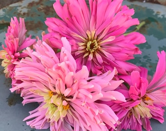 Pink Cactus Zinnia Seeds, Large Pink Shade Blooms, Great for Butterfly Gardens and Cut Flower Gardens