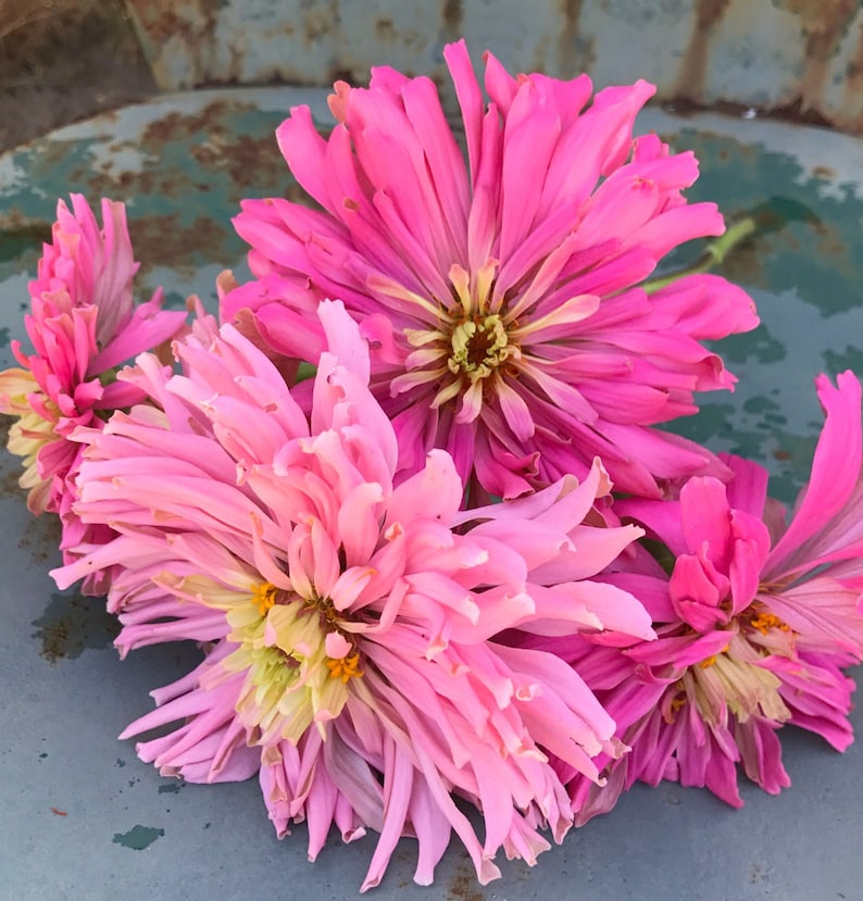 May include: A bouquet of pink and white zinnia flowers with yellow centers. The flowers are arranged on a rustic metal surface.