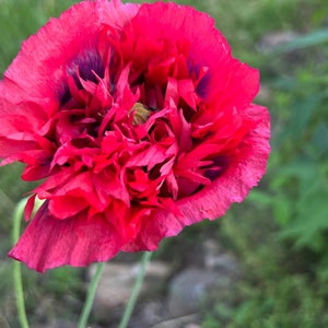 Mixed Poppy Seeds, Breadbox Poppies in Mixed Colors, Washed Papaver somniferum Seed image 10