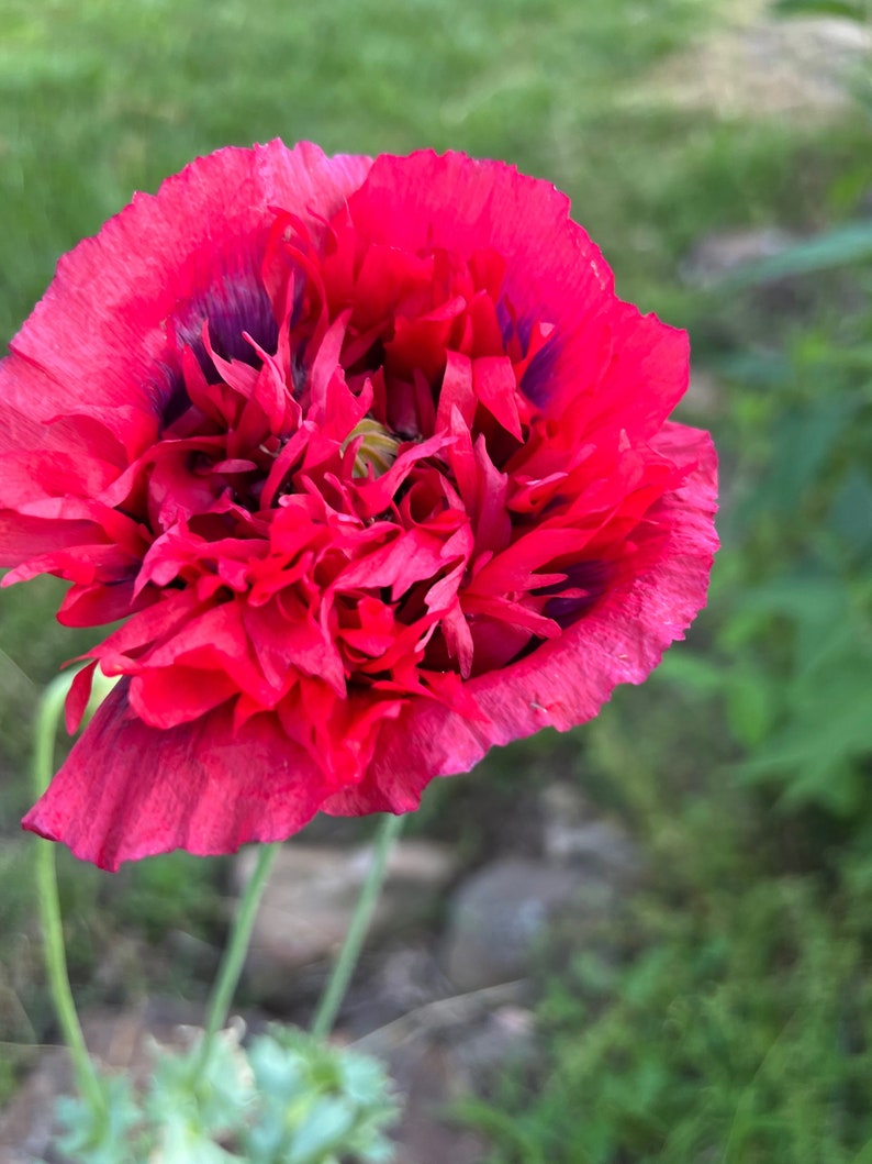 Mixed Poppy Seeds, Breadbox Poppies in Mixed Colors, Washed Papaver somniferum Seed image 10