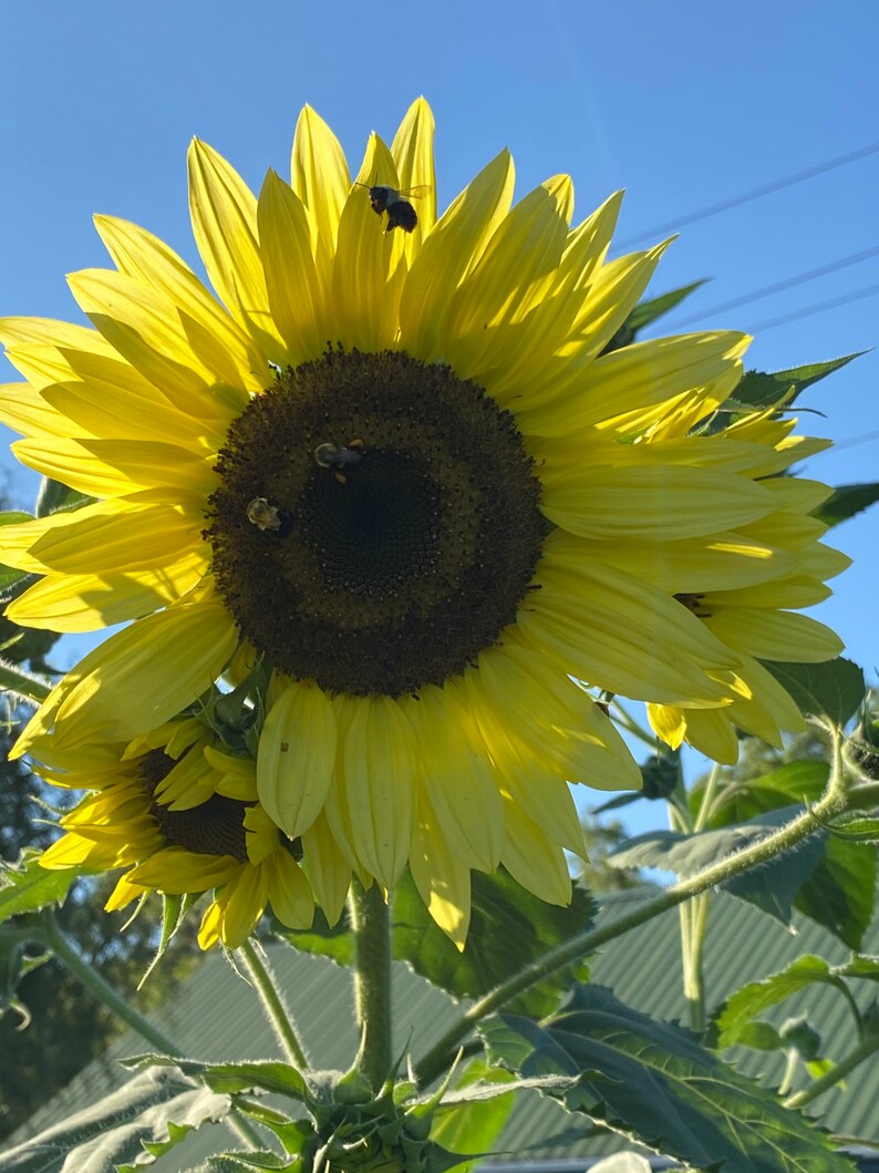 Lemon Queen Sunflower Seeds Helianthus Annus Seeds Yellow Etsy