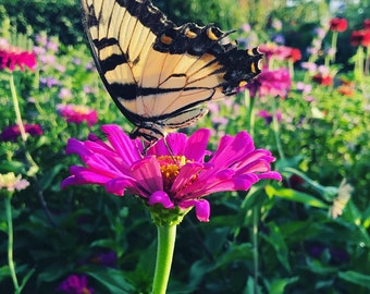 Lilac Empress Zinnia, 25 Seeds for Purple Zinnias, Great for Butterfly Gardens