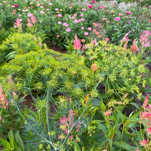 Dukat Dill flower head in bloom in the summer garden.