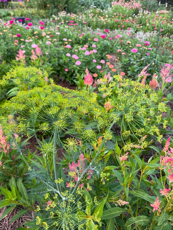 Dukat Dill Seeds: Herb Garden, Pickling, Swallowtail Host