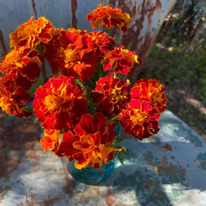 May include: A bouquet of orange and red marigolds in a blue glass vase. The flowers are arranged in a loose, natural style.