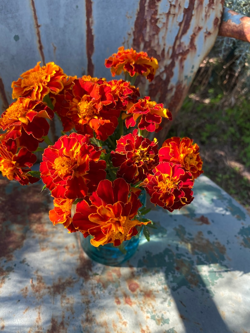 May include: A bouquet of orange and red marigolds in a blue glass vase. The flowers are arranged in a loose, natural style.