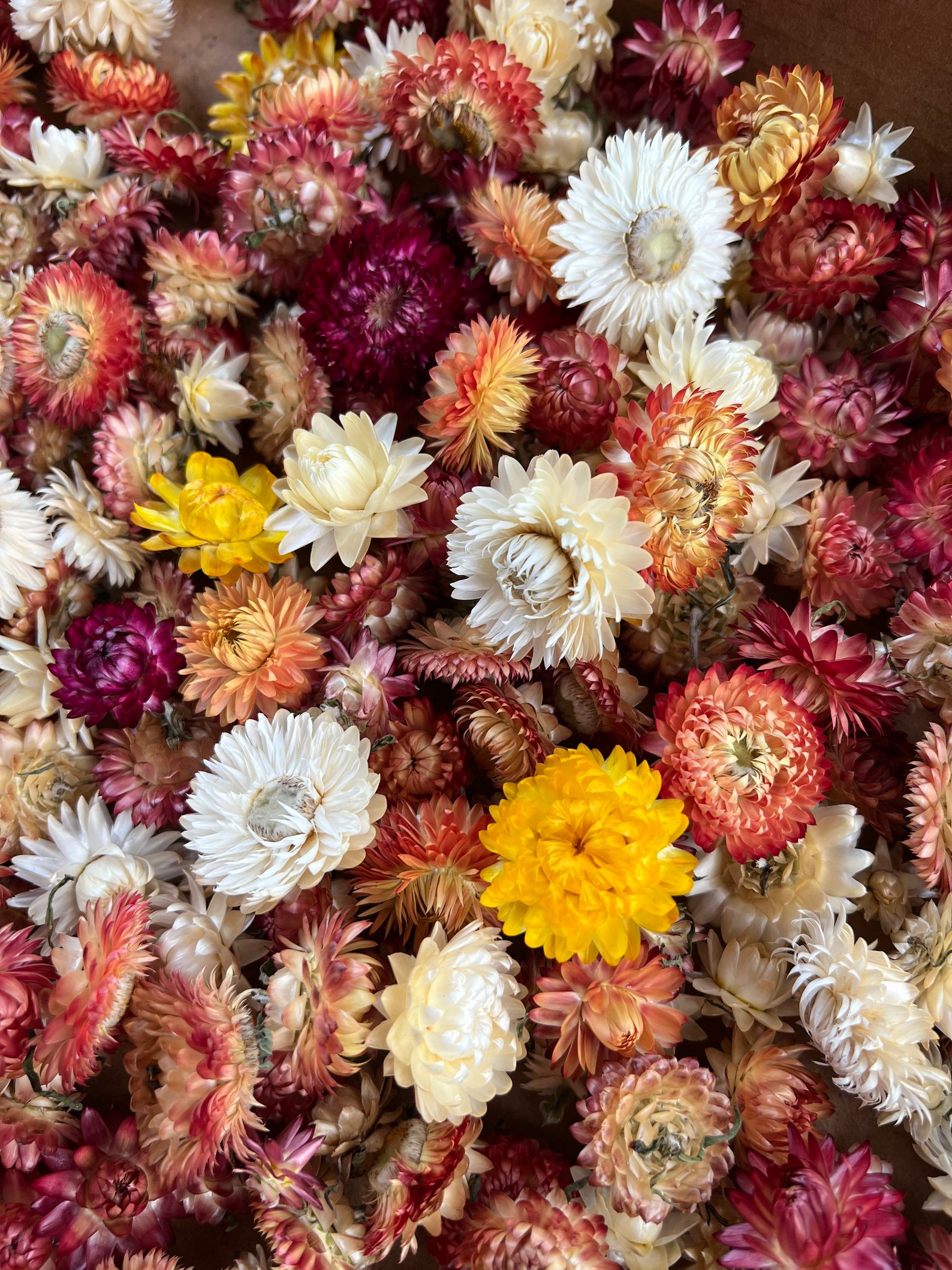 Dried Strawflowers Mixed Straw Flowers Dried Flowers for Etsy