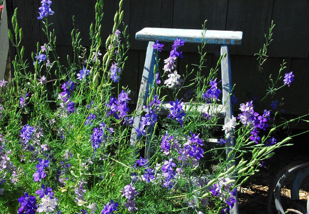 Larkspur Mix Seeds Purple Larkspur Consolida ambigua Seeds