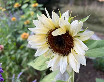 White Nite Sunflower Seeds: Pollenless Cut Flower Garden (20 Seeds)