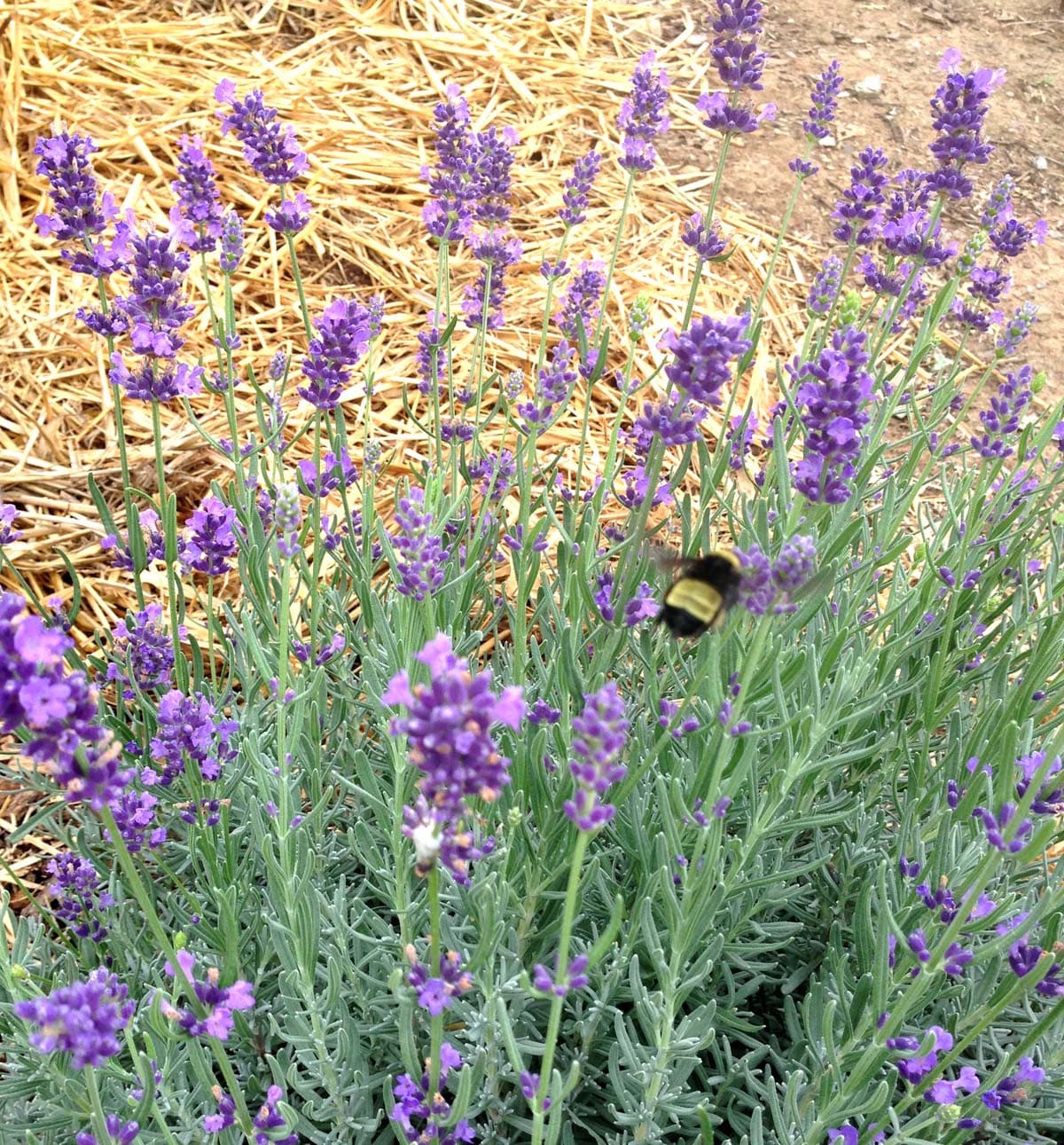 English Lavender Seed Lavandula angustifolia Seeds Fragrant Etsy