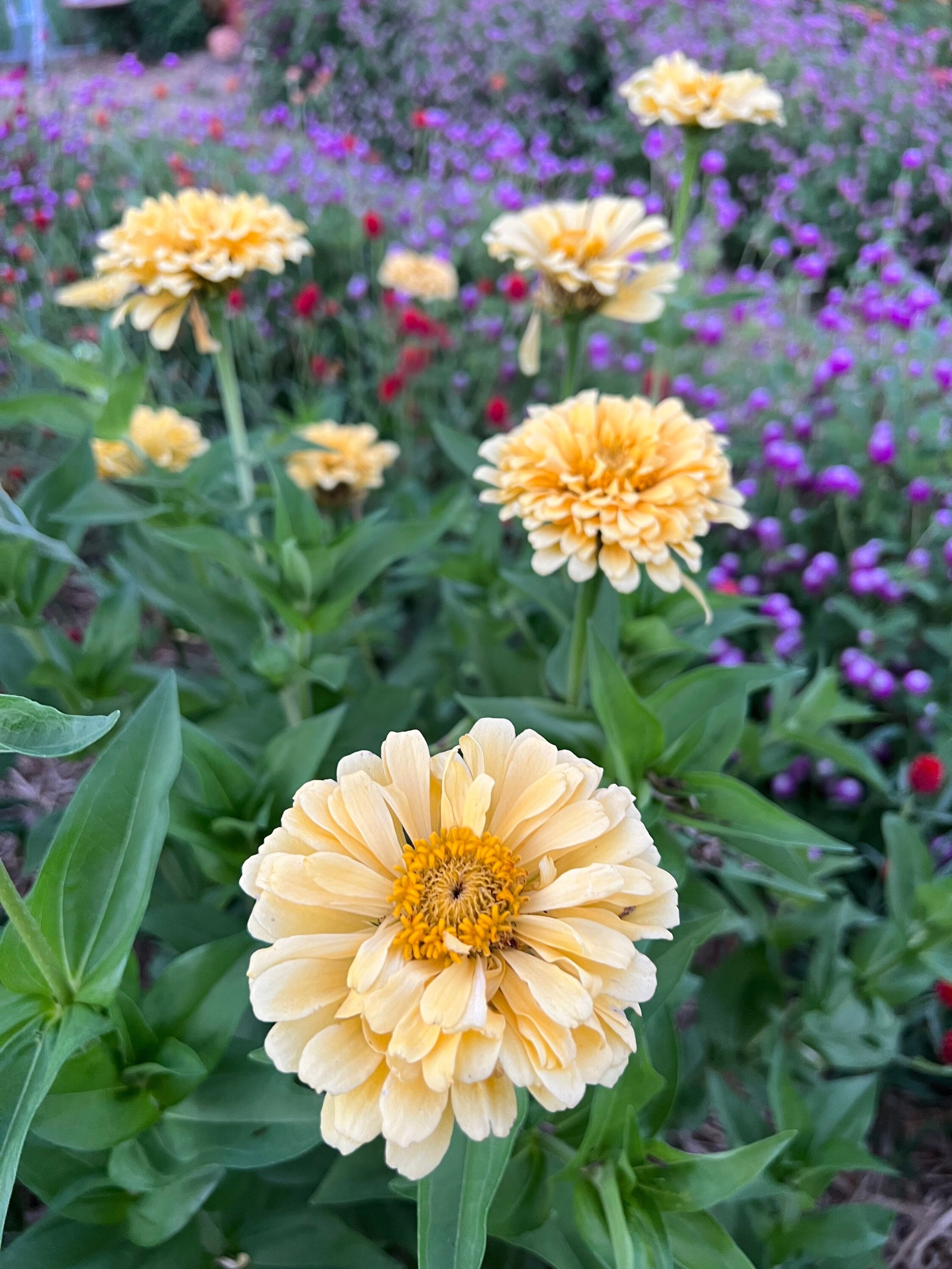 Isabellina Zinnia Seeds: Pale Yellow Cut Flower Garden (25 Seeds