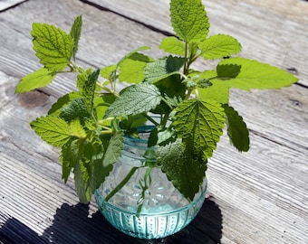 Semillas de melisa: Hierba aromática, jardín para abejas y polinizadores (más de 50 semillas)