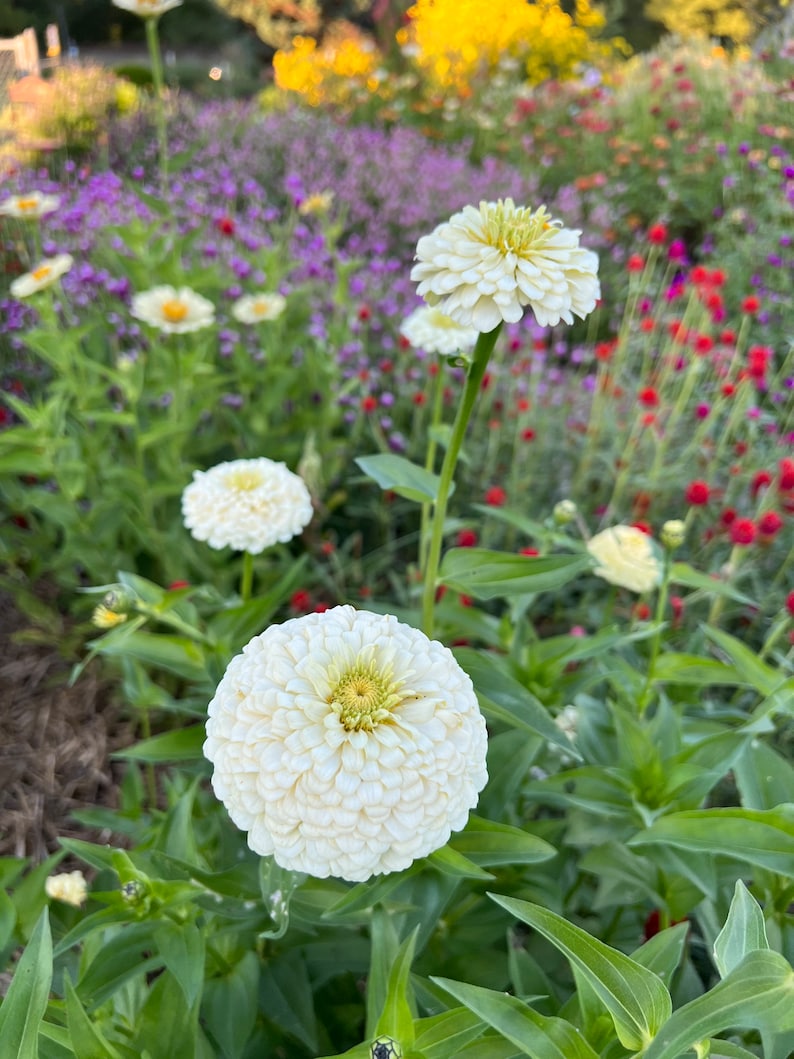 Oklahoma Cream Zinnia Seed 25 Seeds off White Zinnias Etsy