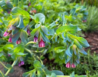 Cerinthe Seeds, 20 Seeds for Blue Shrimp Plant, Honeywort Seeds