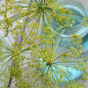 May include: A close-up of a bunch of dill flowers in a clear glass jar. The dill flowers are a vibrant green with yellow centers.