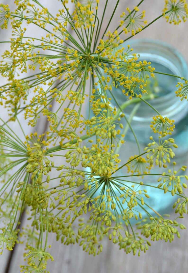 May include: A close-up of a bunch of dill flowers in a clear glass jar. The dill flowers are a vibrant green with yellow centers.