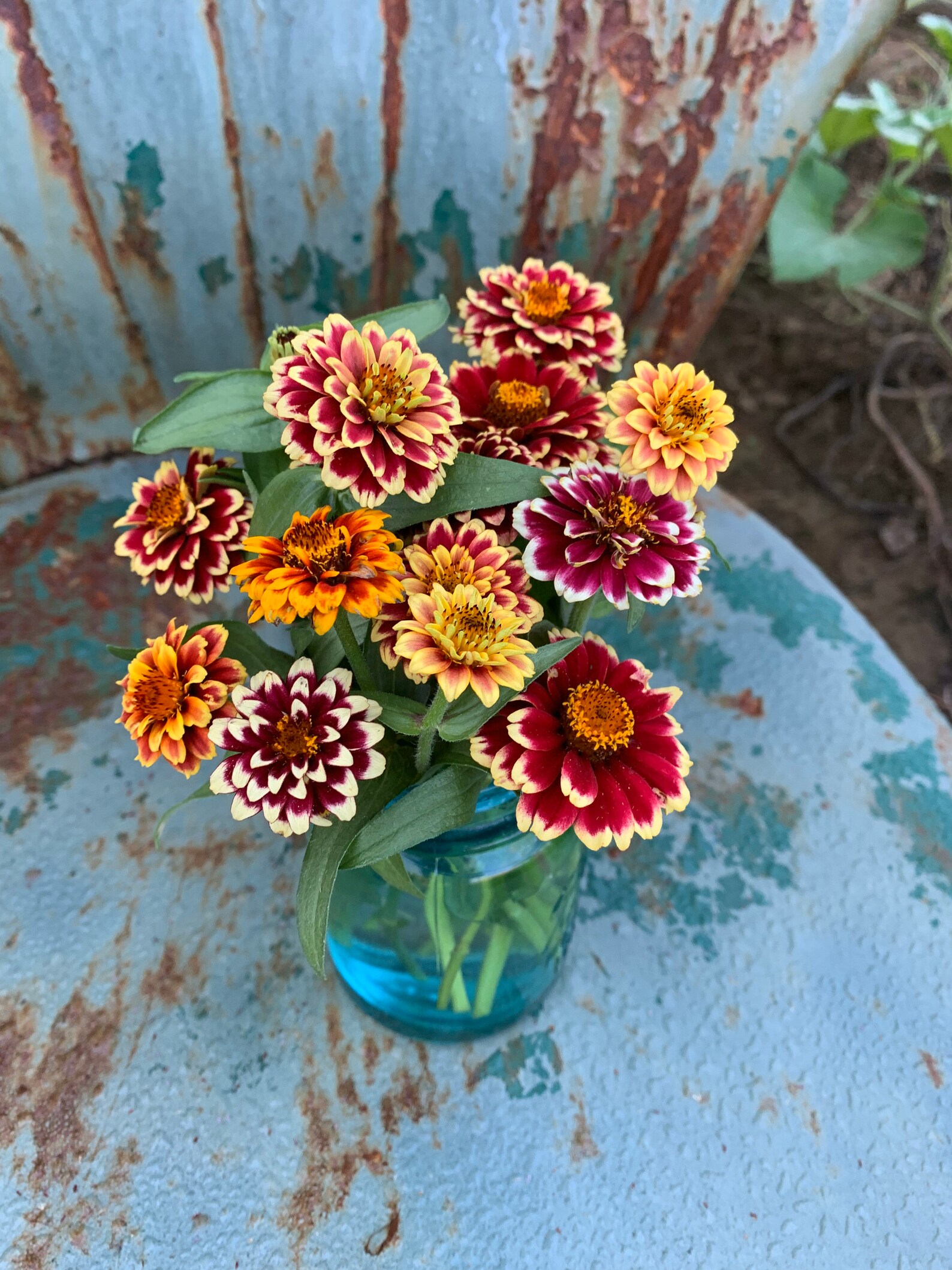 Jazzy Mix Zinnia Seeds Jewel Tone Mixed Zinnias Great for Etsy Australia