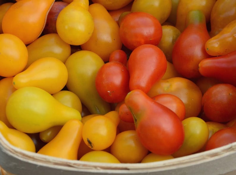 Heirloom Tomato Seeds in Gift Box Tomato Garden Seed Kit Tomato Seeds for Container Gardening and Patio Gardens