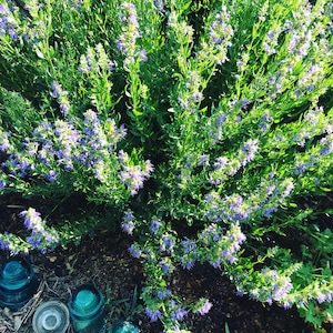 Pode incluir: Um close-up de um arbusto com pequenas flores roxas e folhas verdes. O arbusto est&aacute; em plena flora&ccedil;&atilde;o e as flores est&atilde;o agrupadas.