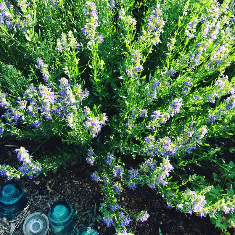 Pode incluir: Um close-up de um arbusto com pequenas flores roxas e folhas verdes. O arbusto est&aacute; em plena flora&ccedil;&atilde;o e as flores est&atilde;o agrupadas.