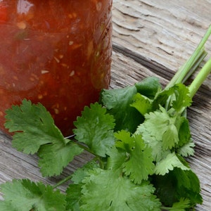 Cilantro is great in home made salsa and picante