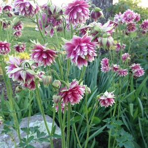 May include: A cluster of pink and white columbine flowers with green stems and leaves. The flowers are in full bloom and have a delicate, ruffled appearance.