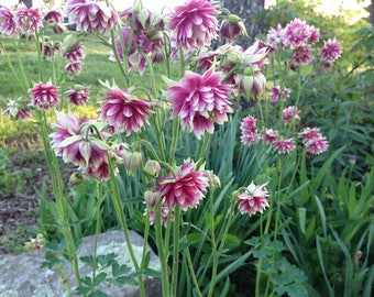 Nora Barlow Columbine Seed, 50 Seeds for Double Pink Flowered Columbine