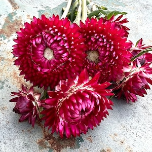 King Size Raspberry Rose Strawflower Seeds, 45 Seeds for Large Pink Strawflowers