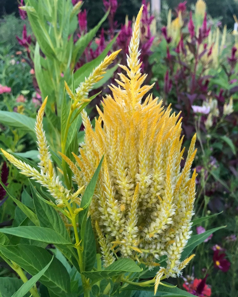 Pampas Plume Celosia Seed, Yellow Plume Celosia image 10