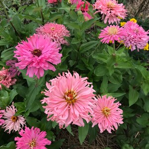 May include: A close-up of a garden bed filled with pink and white zinnia flowers. The flowers have a ruffled appearance and are in full bloom.