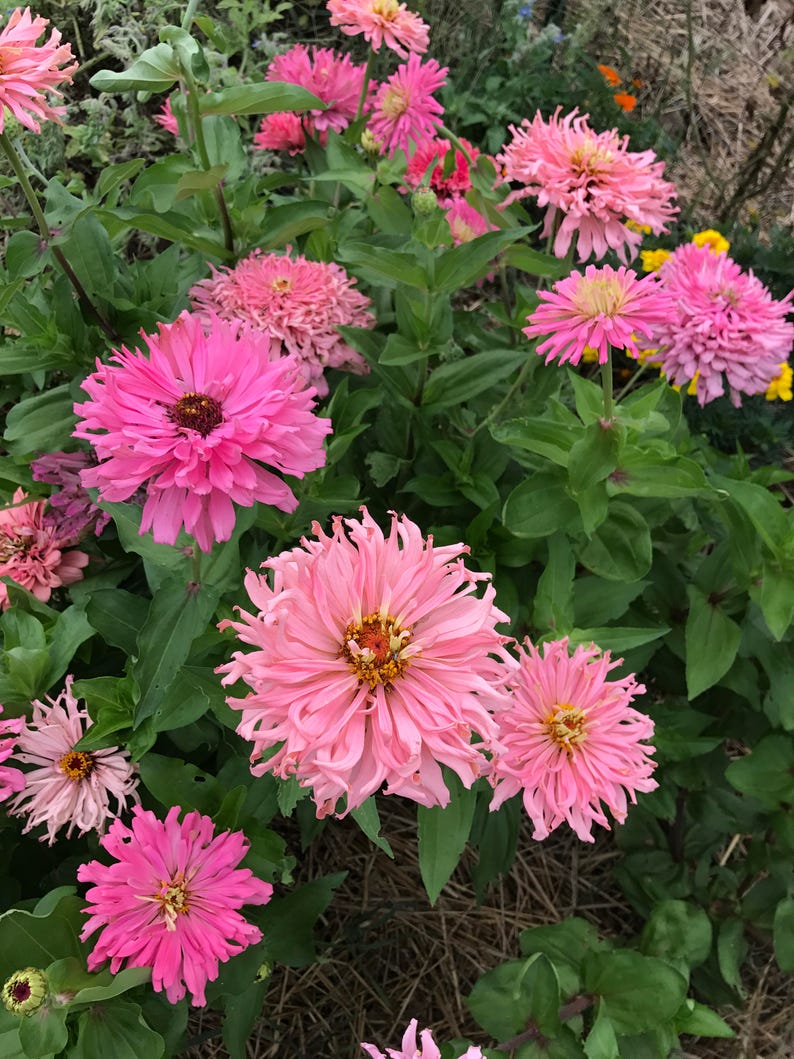May include: A close-up of a garden bed filled with pink and white zinnia flowers. The flowers have a ruffled appearance and are in full bloom.