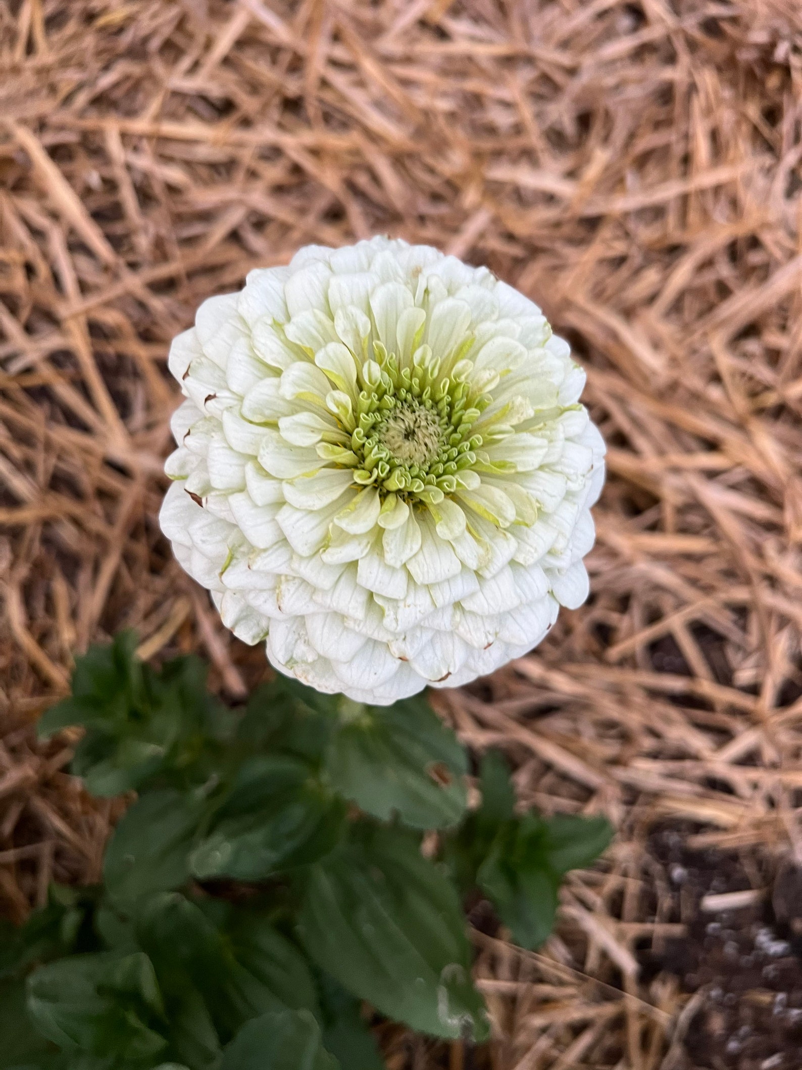 Benarys Giant White Zinnia 25 Zinnia Seeds Great for Cut Etsy