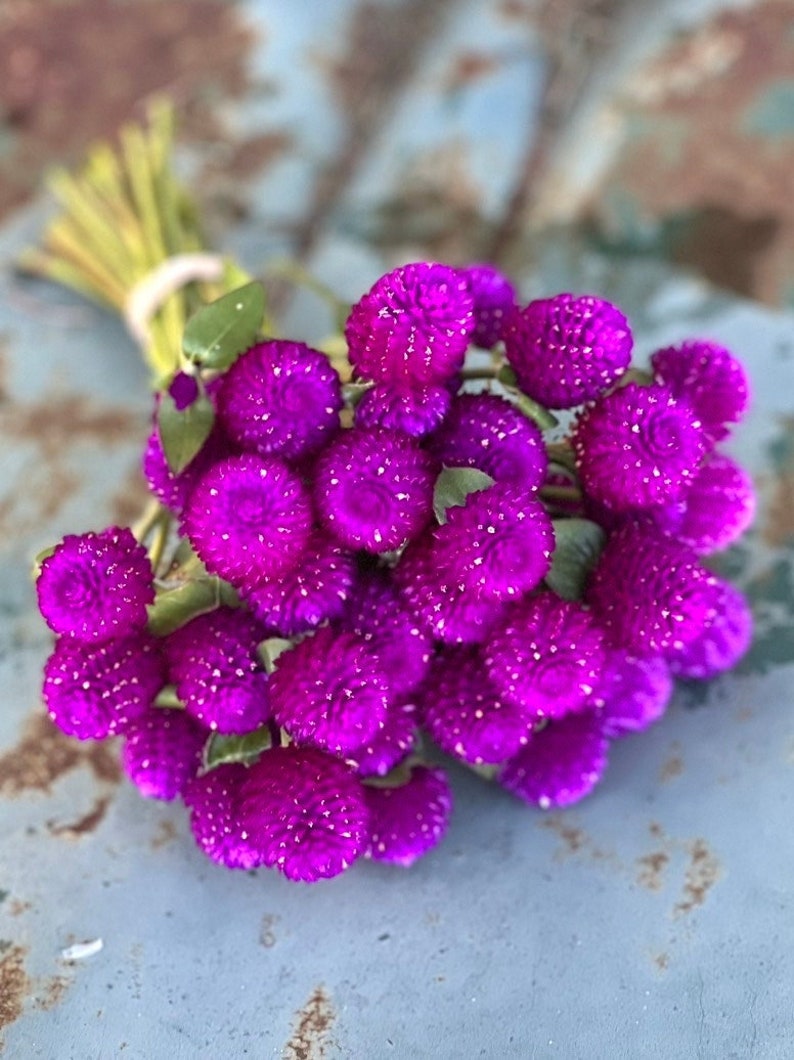 Audray Purple Red Gomphrena, 25 Dark Purple Globe Amaranth Seeds image 1