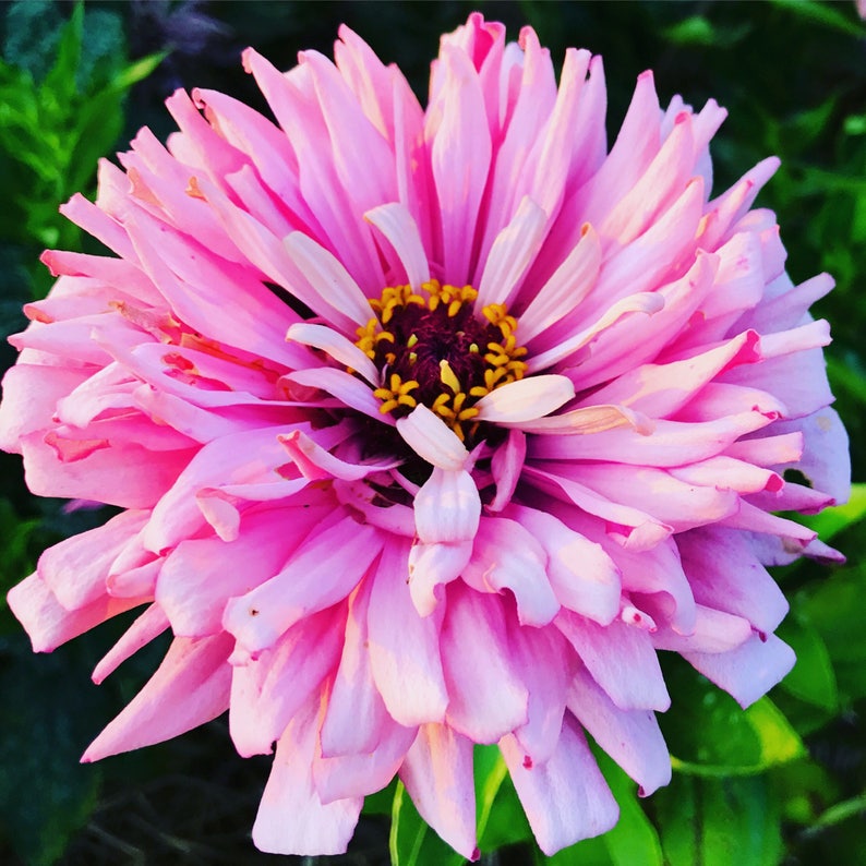 May include: A vibrant pink zinnia flower with a yellow and burgundy center. The flower has many petals and is in full bloom.