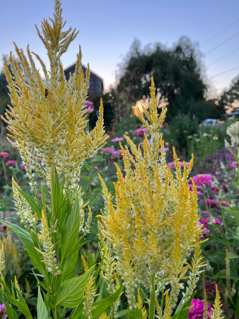 Pampas Plume Celosia Seed, Yellow Plume Celosia image 3