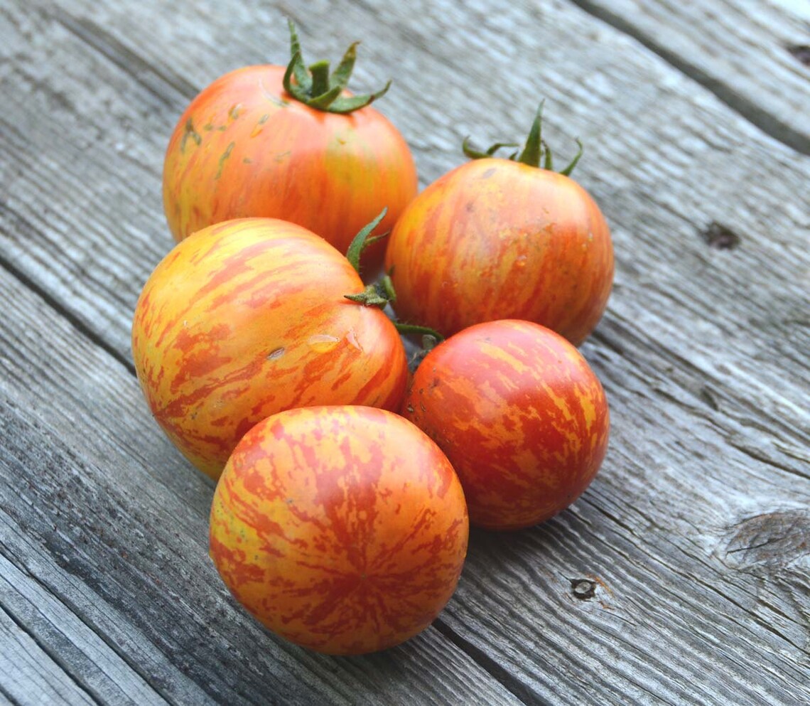 Red Zebra Tomato Seeds Heirloom Tomatoes Open Pollinated Etsy