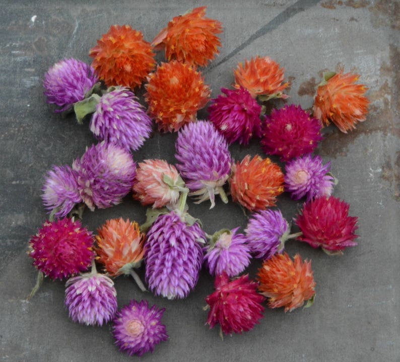 Audray Mix Gomphrena Seeds - Thumbnail 5
