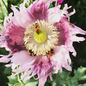 Mixed Poppy Seeds, Breadbox Poppies in Mixed Colors, Washed Papaver somniferum Seed image 8