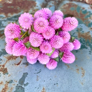 Audray Pink Gomphrena Seeds, 25 Seeds for Globe Amaranth Gomphrena