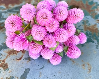 Audray Pink Gomphrena Seeds, 25 Seeds for Globe Amaranth Gomphrena