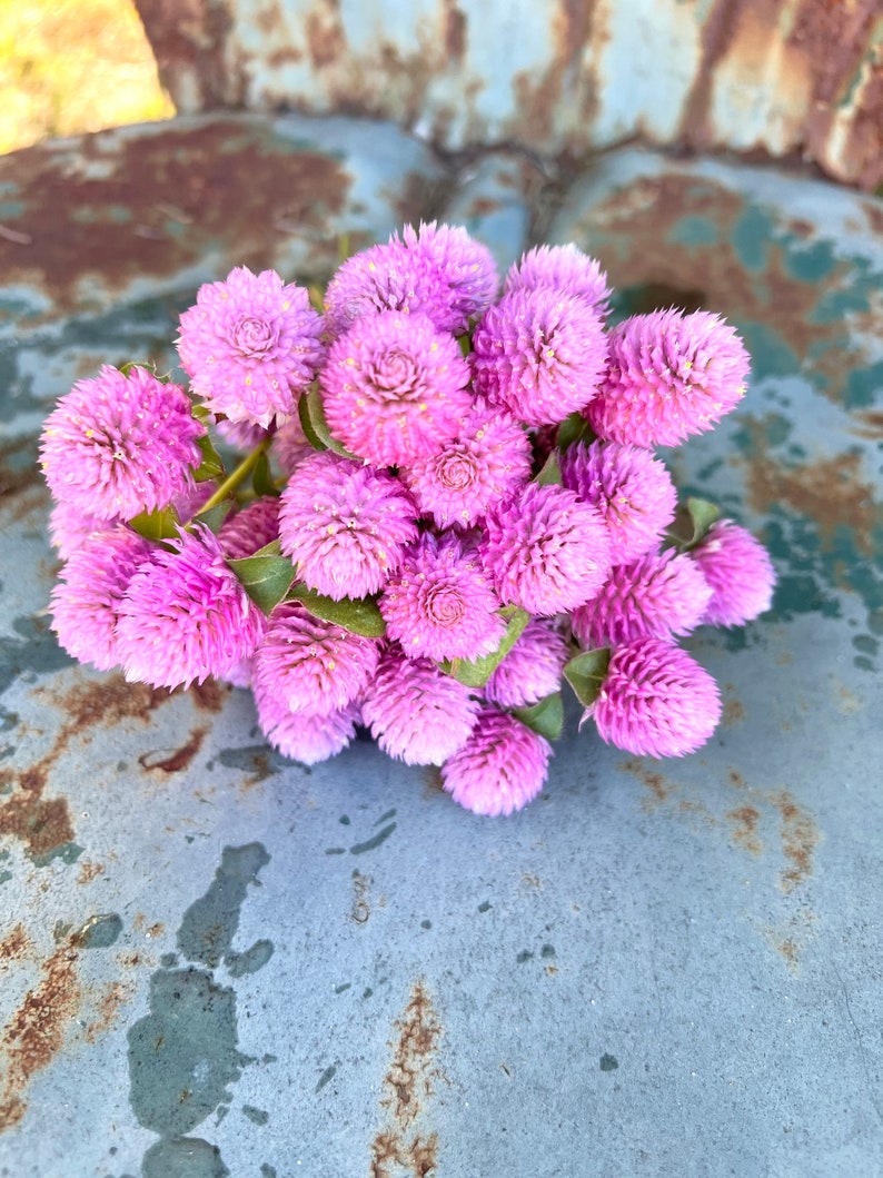 MountainlilyFarm Gomphrena Seeds - Thumbnail 4