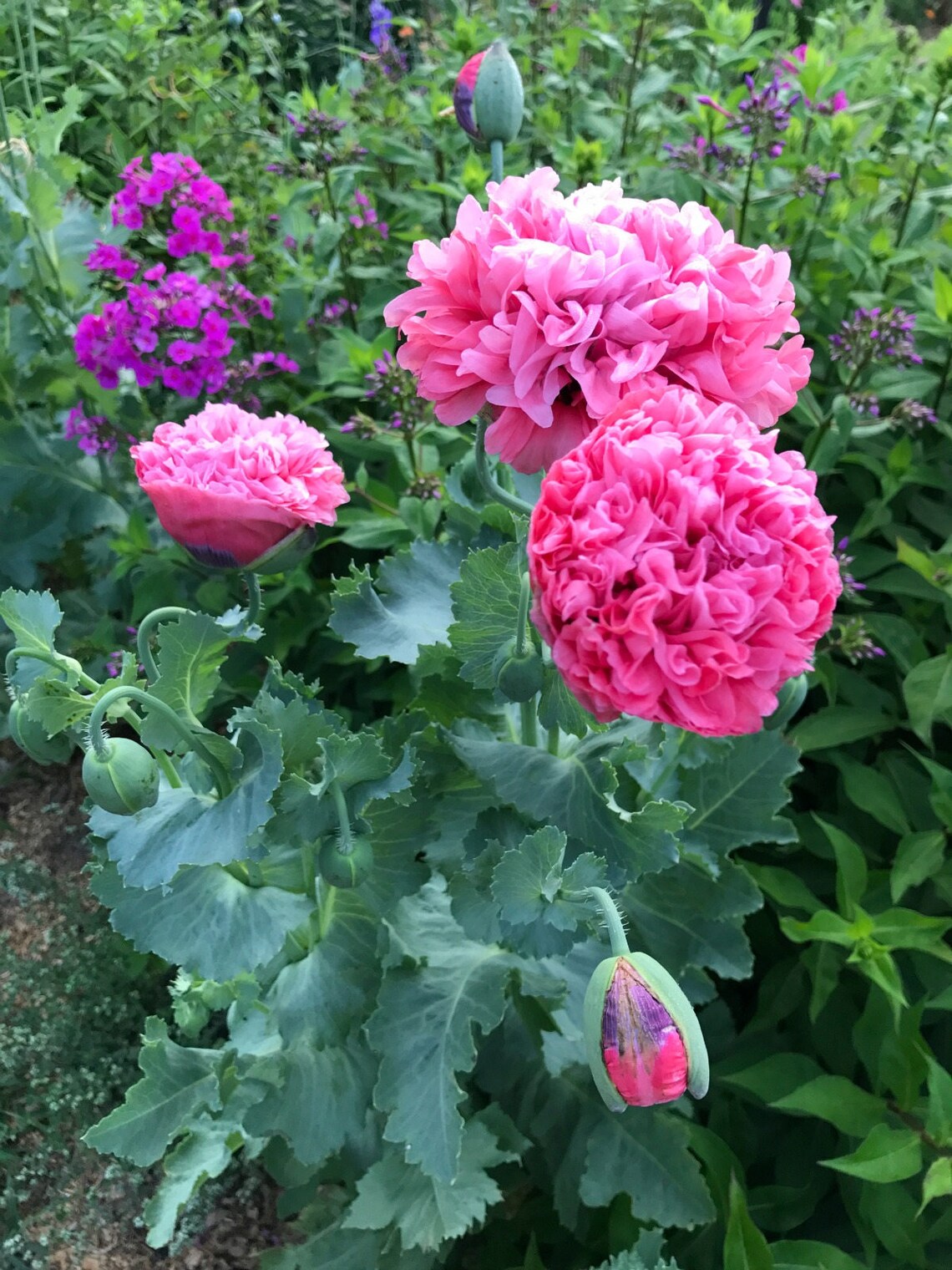 Peony Poppy Seeds Pink Poppies Double Poppy Flower Seeds Etsy