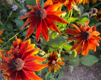 Cappuccino Rudbeckia, 45 Seeds Rucbeckia hirta, Rich Colored Flowers are Ideal for Cut Flower Gardens