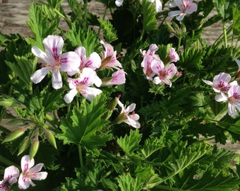 Mosquito Plant, Citronella Geranium, Live Herb Plant, Scented Geraniums, Fragrant Pelargonium, Great for Container Gardens