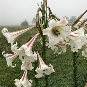 Lily Seeds, Formosa Lily Seeds, Heirloom Lily, 200 Flower Seeds, Lilium formosanum, Fresh From This Year's Crop image 3